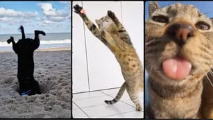 Gatos, perros, hurones y tortugas: en FOTOS los finalistas de los Comedy Pet Photo Awards