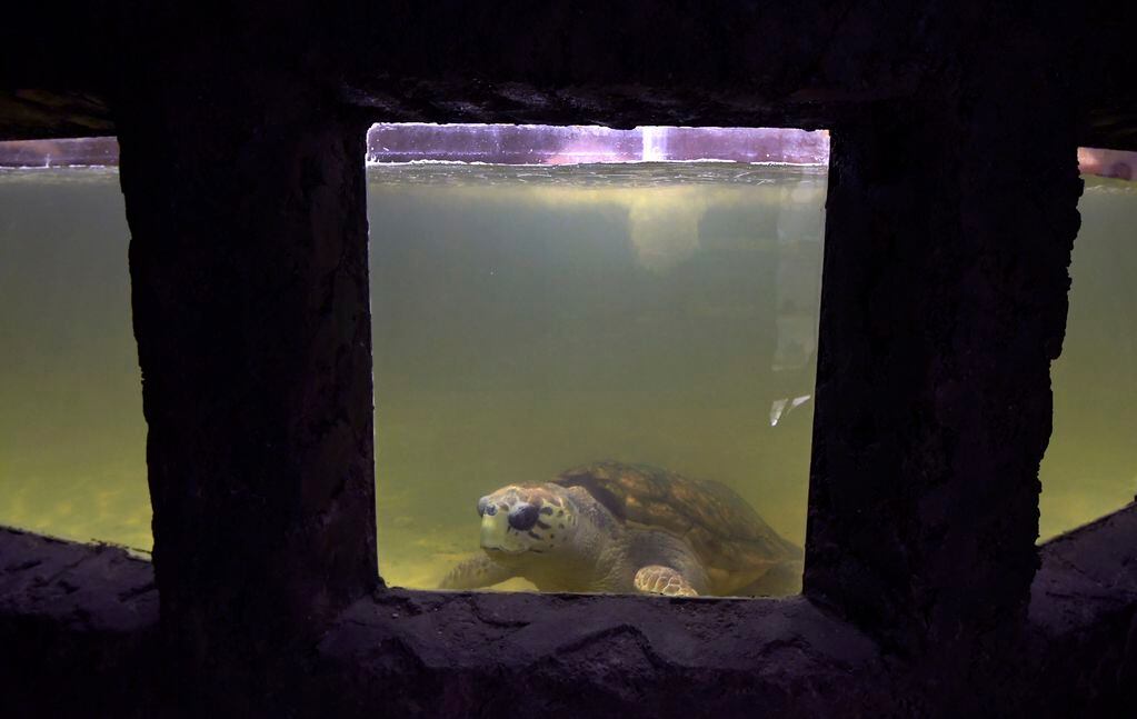 El tortugo Jorge en el ex acuario, el cual está siendo transformado en Centro para la Conservación de la Biodiversidad. (Orlando Pelichotti / Los Andes). 