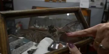 Okelta conservación de murciélagos