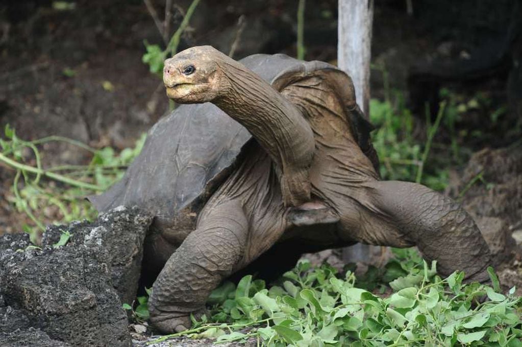 
La tortuga gigante | AP
   