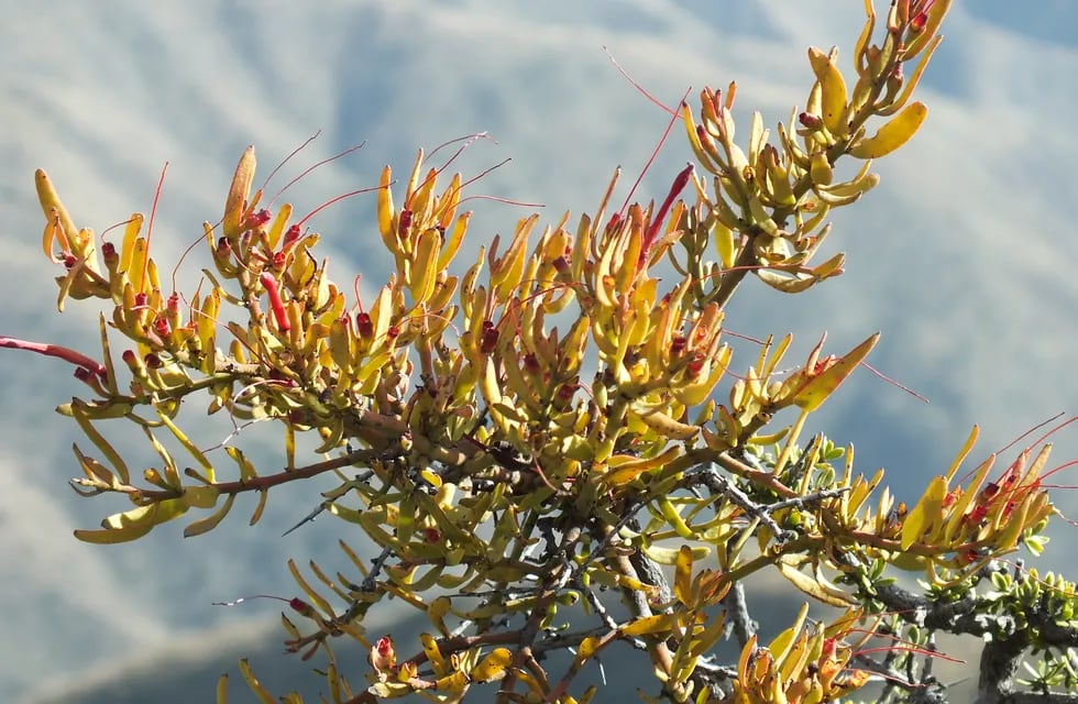 Planta conocida como "liga" (Ligaria cuneifolia) con sus vistosas flores de color rojo, en el camino al cerro Aspero. Foto de Walter Tulle.