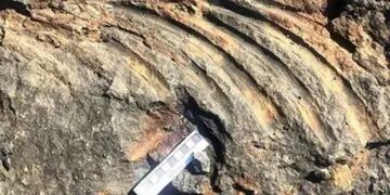 Niño halló restos de un dinosaurio de 250 millones de años