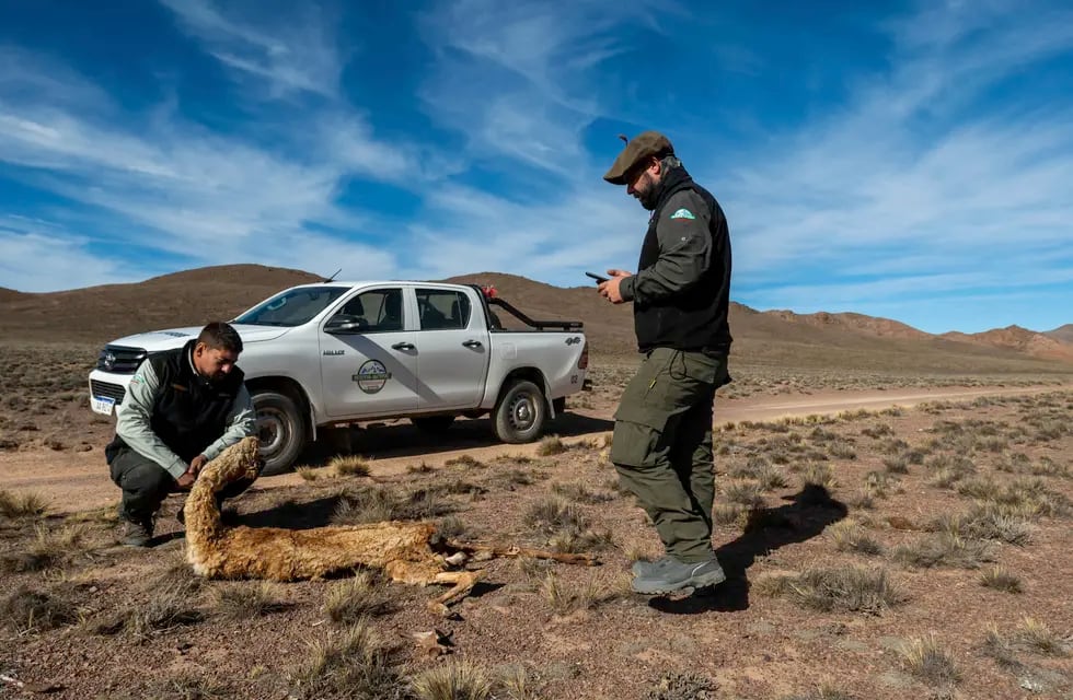 Se sigue detectando caza furtiva de guanacos para el tráfico ilegal y comercio de su carne. / Foto: Ignacio Blanco