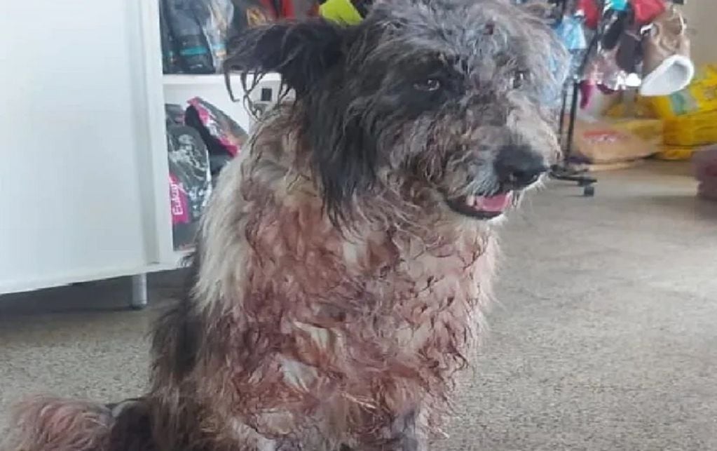 Se recupera en una clínica veterinaria el perro atacado a machetazos por su propio dueño en Las Lajas (Neuquén) / Gentileza Ayün ángeles de cuatro patas