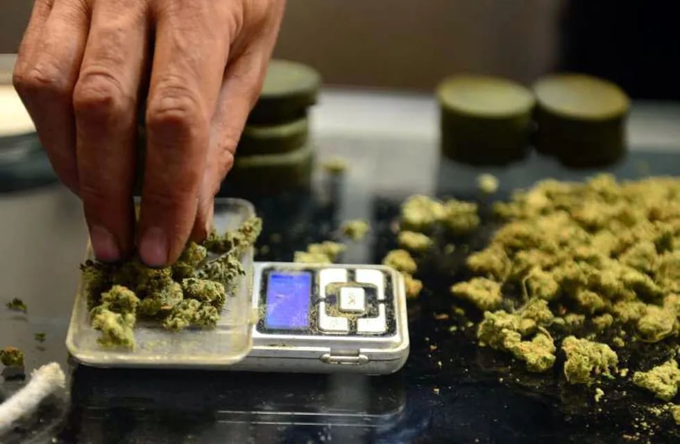 Uruguay registra a los primeros cultivadores de marihuana legal