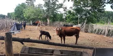 Robo de ganado en Valle de Uco