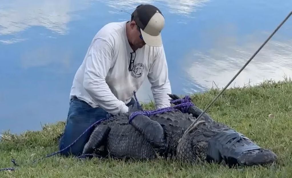 Un caimán mató a una mujer de 85 años que paseaba a su perro en Florida. Foto: Captura de pantalla.