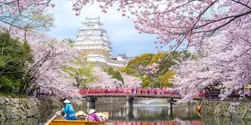 La floración de los cerezos japoneses se adelantó 12 días.