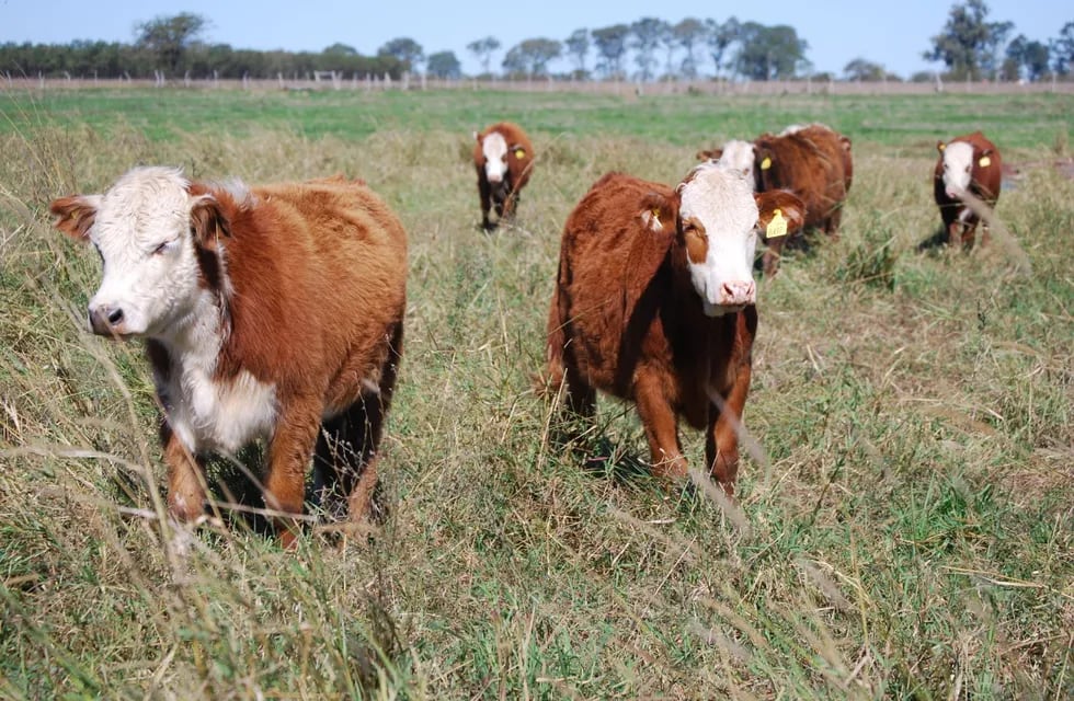 La ganadería bovina en Mendoza puede traer desarrollo a zonas en donde las oportunidades escasean.