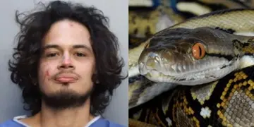 Kevin Justin Mayorga decapitó con sus propios dientes a una serpiente.