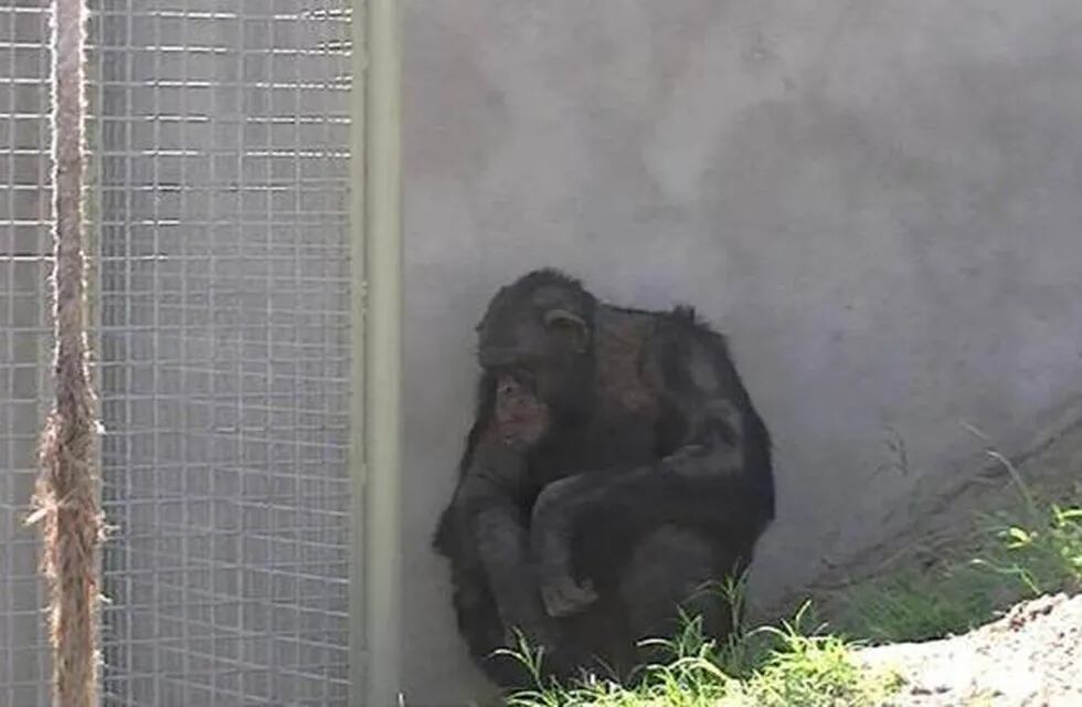 La Corte rechaza un habeas corpus a favor de un chimpancé encerrado en un zoo de Río Negro