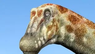 Gran hallazgo: un mendocino de la UNCuyo descubrió uno de los últimos titanosaurios en Chile