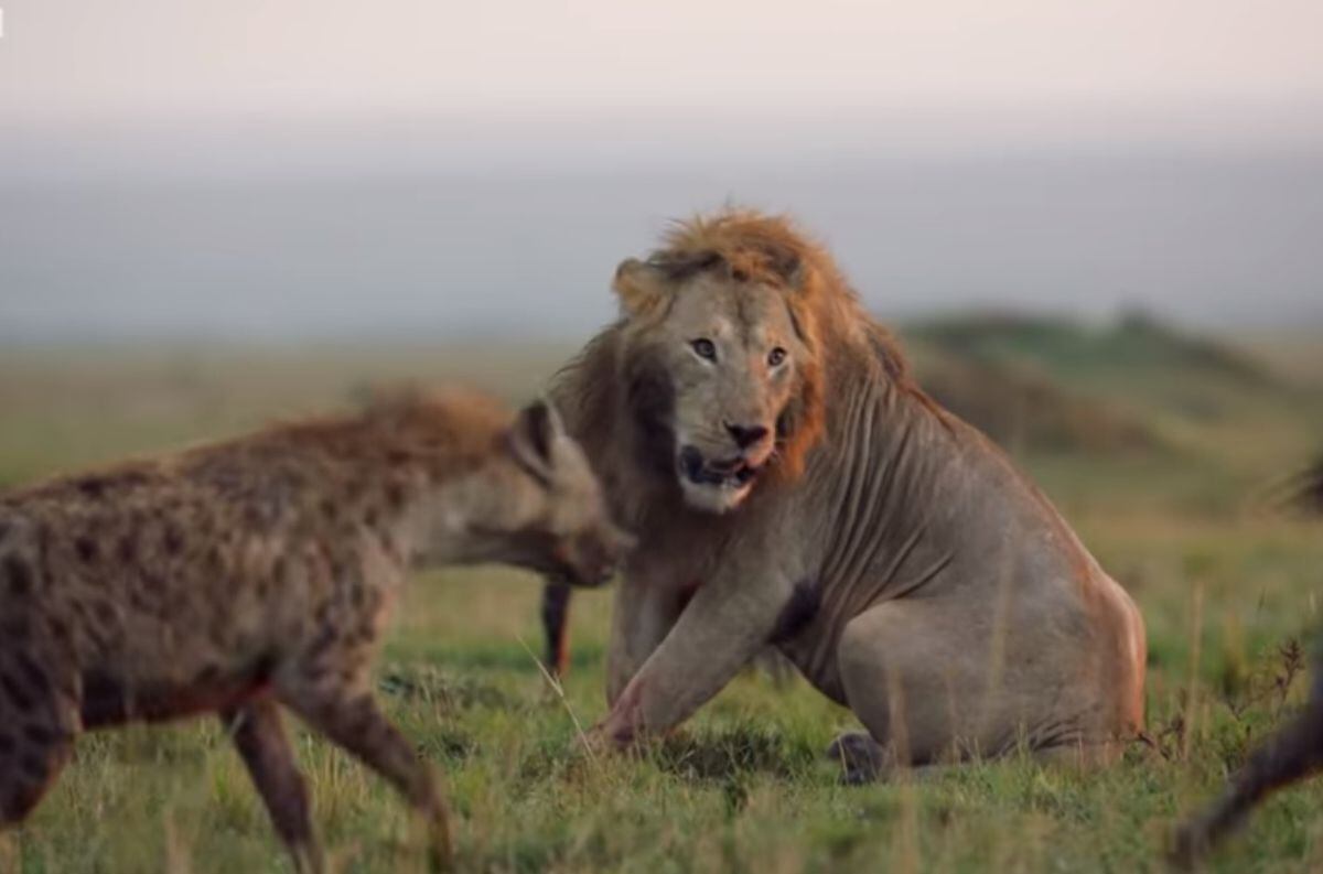 Video: un león a punto de ser devorado por 20 hienas fue salvado por un héroe inesperado