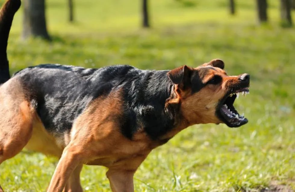 Cinco perros atacaron a una mujer (Imagen ilustrativa / Web)