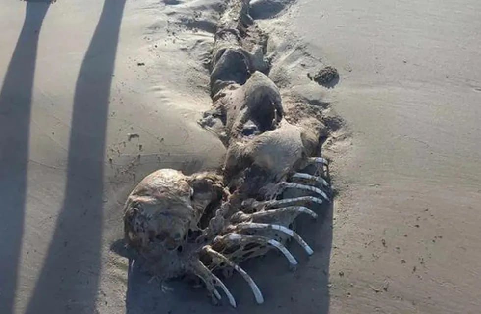 Una mujer encontró un extraño esqueleto en una playa de Australia. Twitter