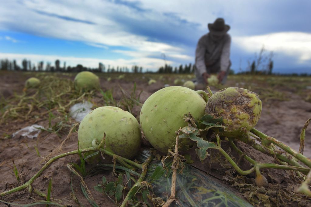 El granizo destruyó unos 13 millones de kilos de melón.