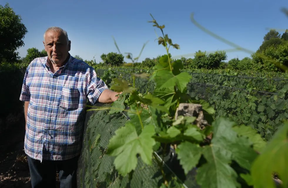 El productor conoció la tierra con su padre y ahora trabaja activamente con sus hijos, quienes continuarán produciendo uva con todo el aprendizaje a cuestas.