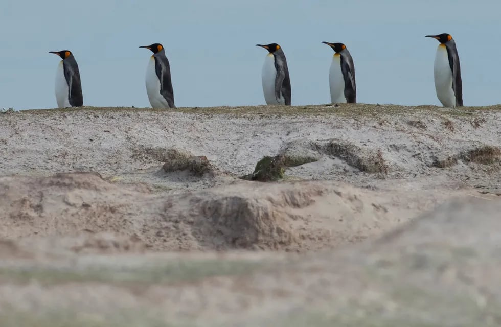 Malvinas: apuestan al pingüino rey para impulsar el turismo natural