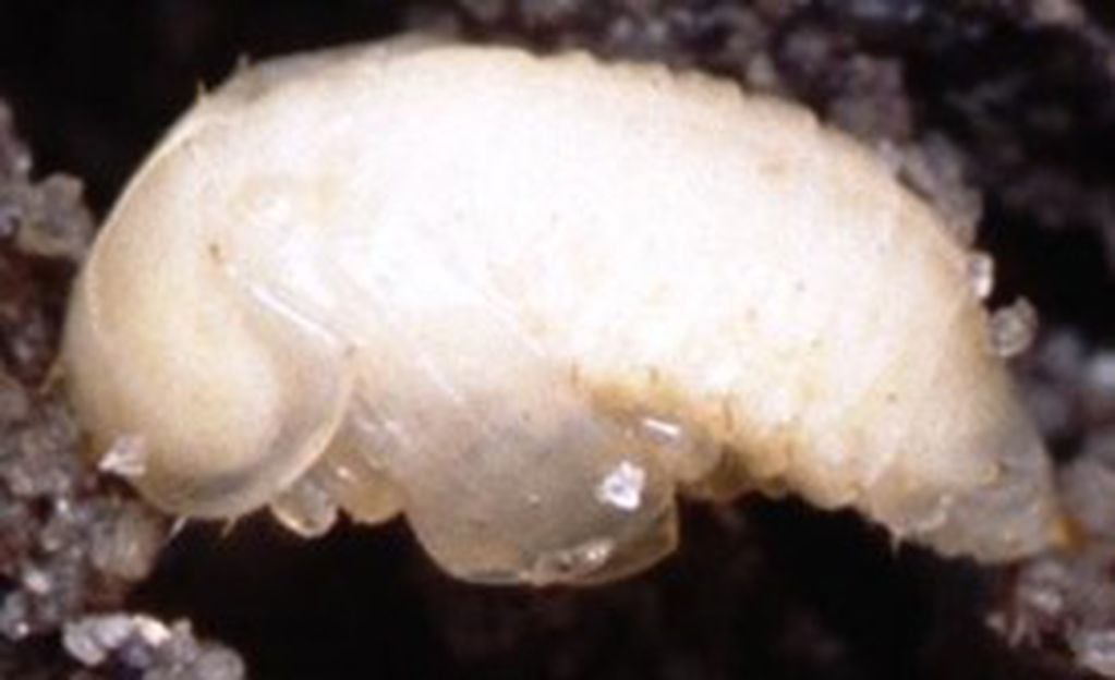 Larva del pequeño escarabajo de la colmena