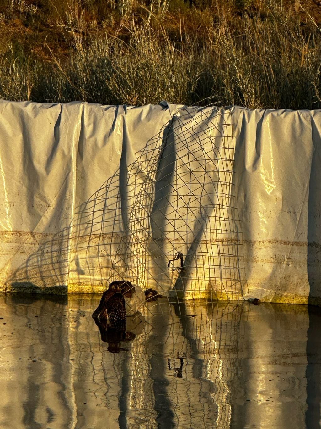 Un halconcito colorado salva su vida gracias a “rampas de escape” instaladas en Mendoza