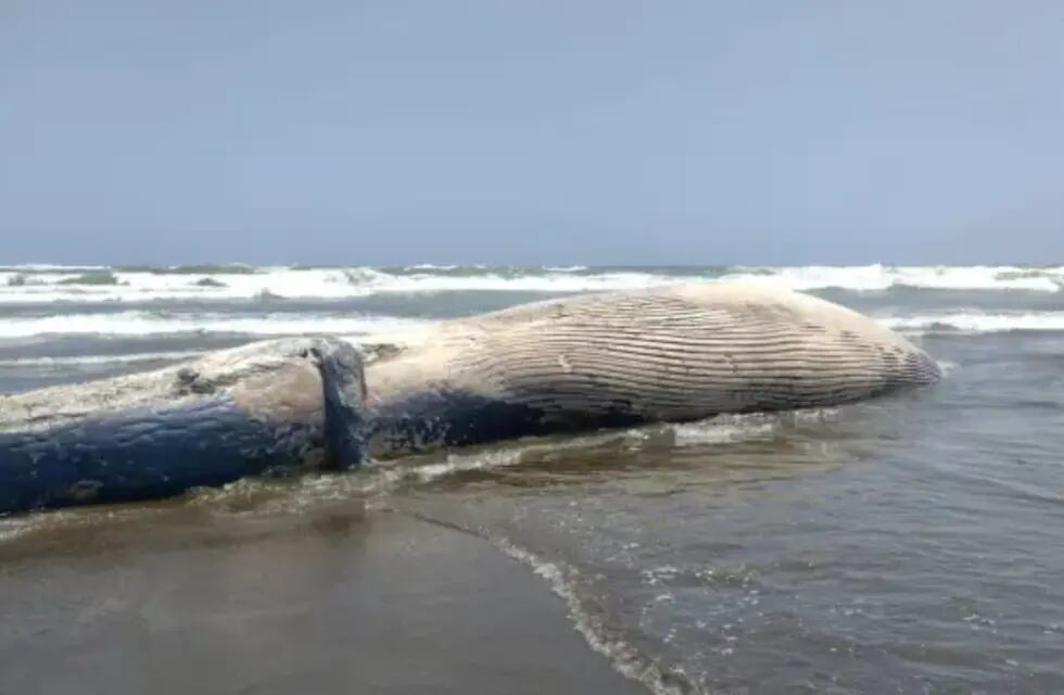 El cetáceo varado correspondería a una ballena de aleta. Gentileza: IMARPE