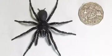 Encuentran a una de las arañas más grandes y venenosas del mundo en Australia