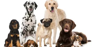 Cada raza de perro requiere distinta atención, alimentación y estilo de vida.