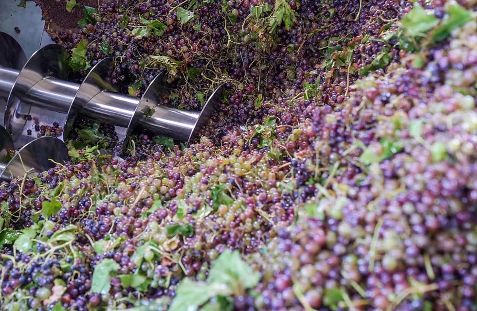 El vino argentino no está competitivo en el exterior y ahora los bodegueros advierten que se pagó cara la uva.
