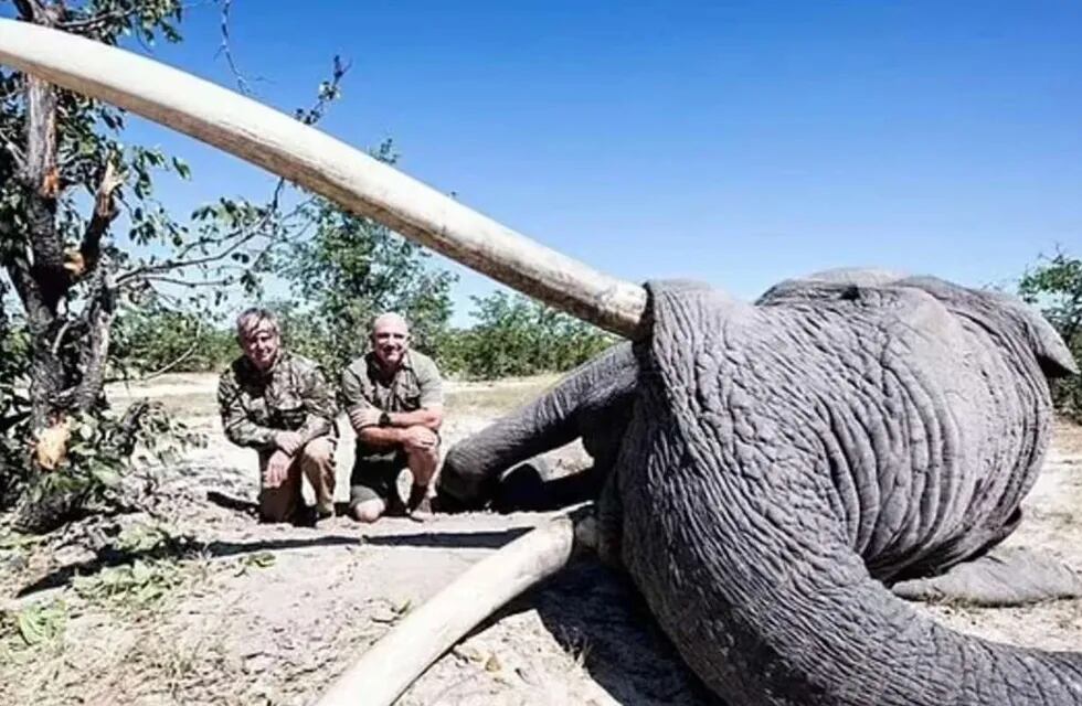 Un cazador pagó 50 mil dólares para matar a un elefante en peligro de extinción en África. / Foto: Gentileza
