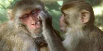 China confirmó la primera muerte humana por herpes B, virus transmitido por los monos