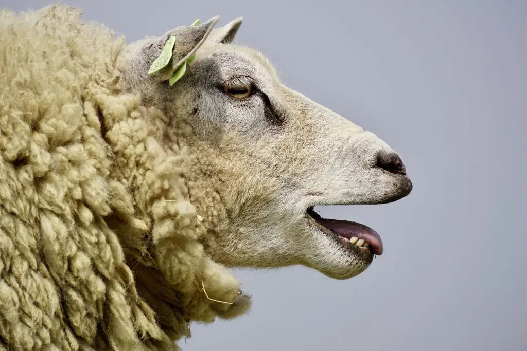 Un rebaño comió más de 300 kilos de marihuana “Las ovejas saltaban más alto que las cabras”