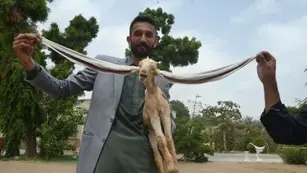 Un chivito de Pakistán genera furor en internet debido a que sus orejas miden 54 centímetros