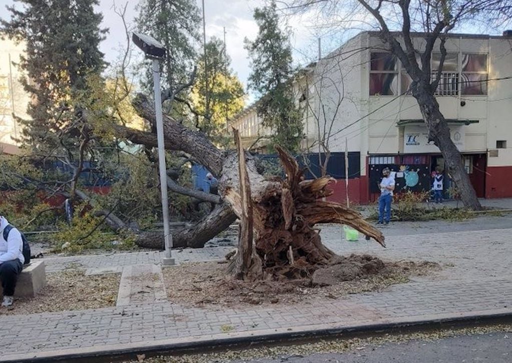 El fuerte viento Zonda derribó un árbol en la puerta de la escuela Normal sobre calle Mitre de Ciudad.