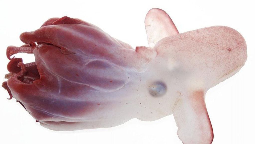 Grimpoteuthis es un género de moluscos cefalópodos del orden de los octópodos que destaca por las extrañas aletas en forma de orejas que irradian de su cabeza. Foto: Gentileza