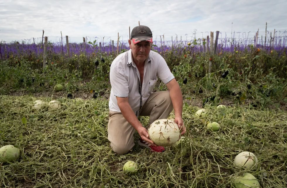 Miguel López muestra el daño que hizo la piedra helada en sus melones en Fray Luis Beltrán. | Foto: Ignacio Blanco / Los Andes