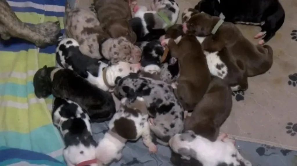 Un perrita gran danés dio a luz a 21 cachorros en 27 horas y causó furor en redes.