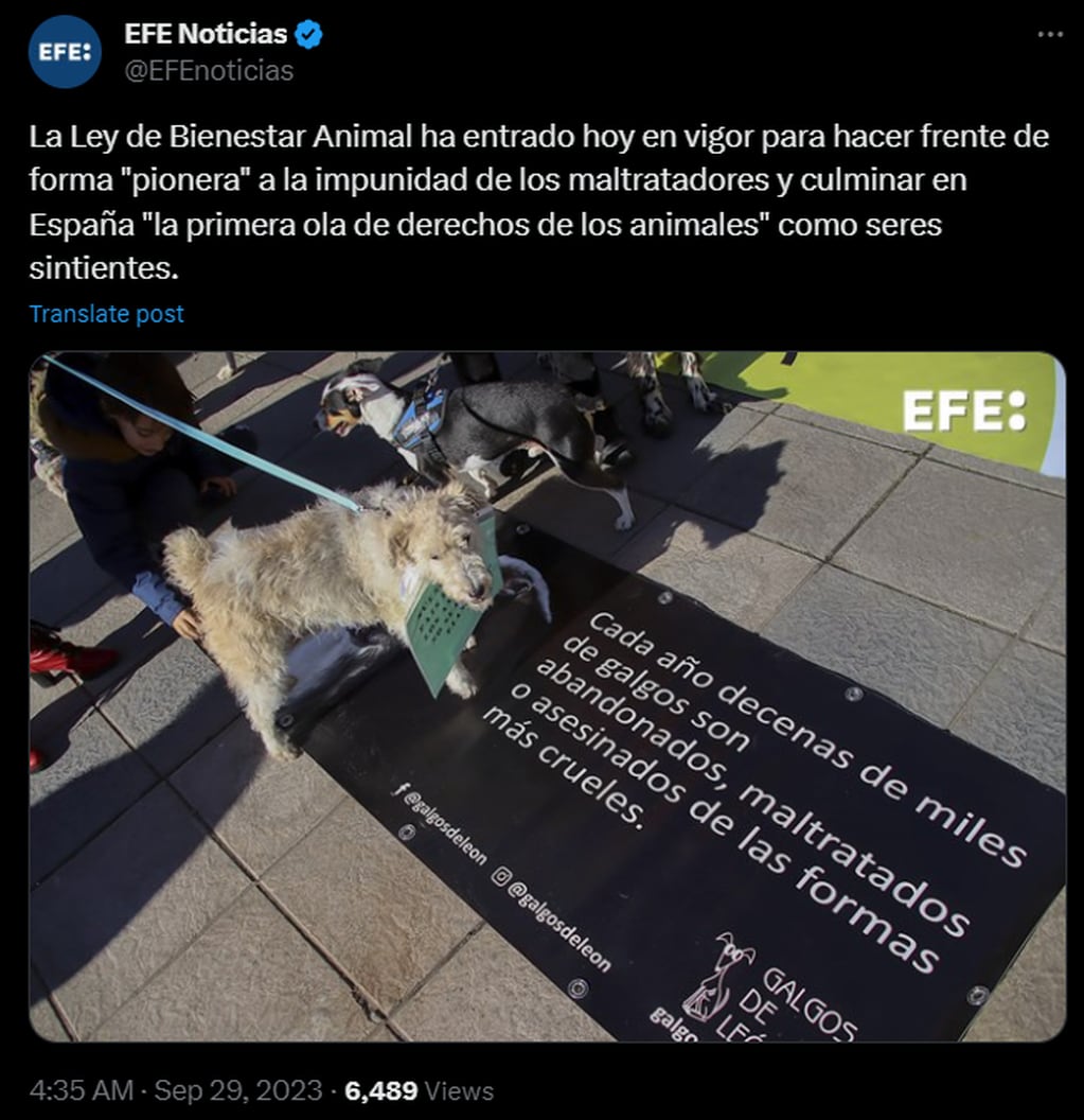 Entró en vigor la Ley de Bienestar Animal, en España. Foto: X / @EFEnoticias