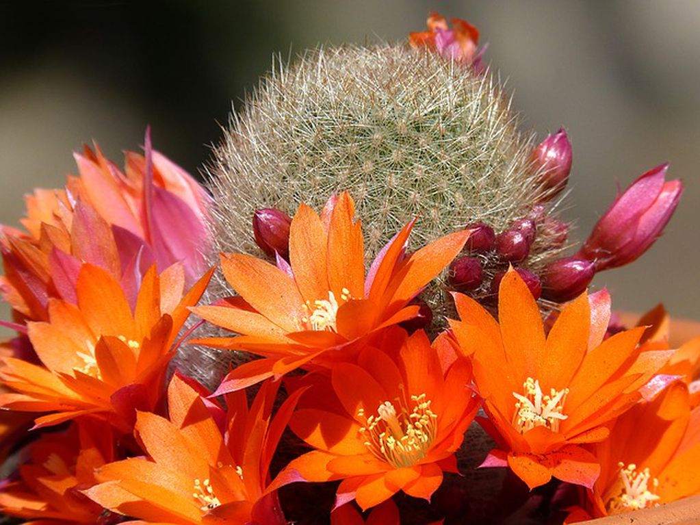 Este es el ingrediente de casa que ayudará a que floreen tus cactus.