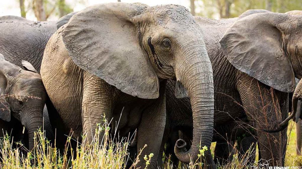 Los científicos descubrieron que las elefantes hembras pueden nacer sin colmillos, pero los machos no.