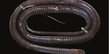 Descubren una nueva especie de serpiente subterránea y con piel brillante