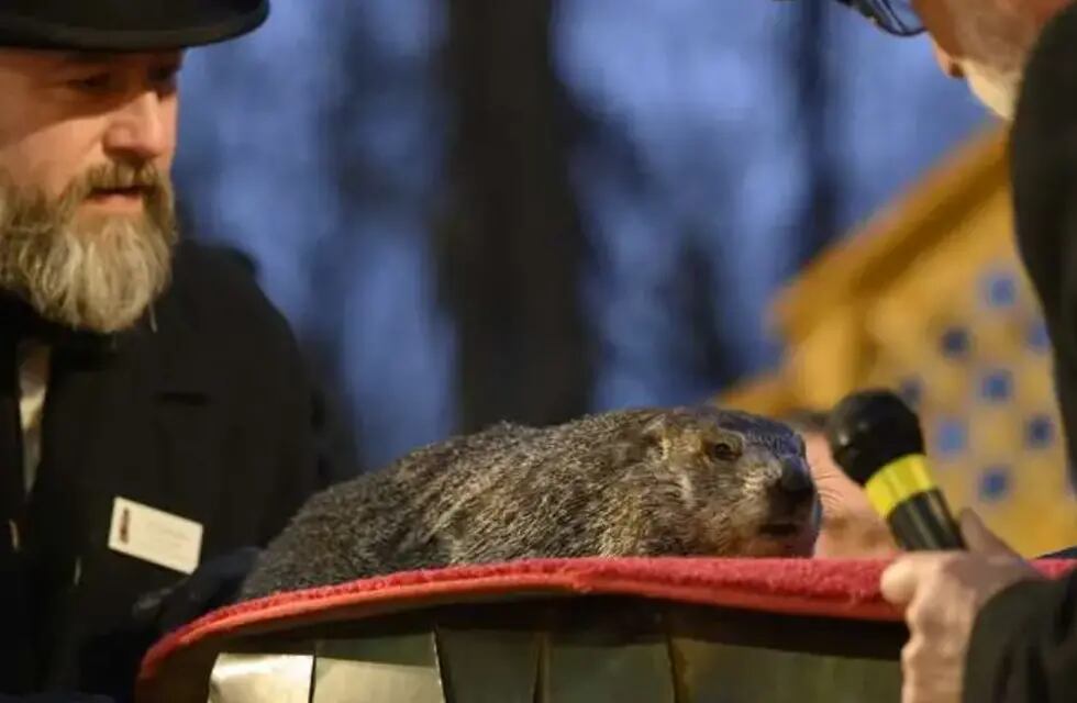 La marmota más famosa del mundo predice una primavera temprana. Gentileza: Teletica.