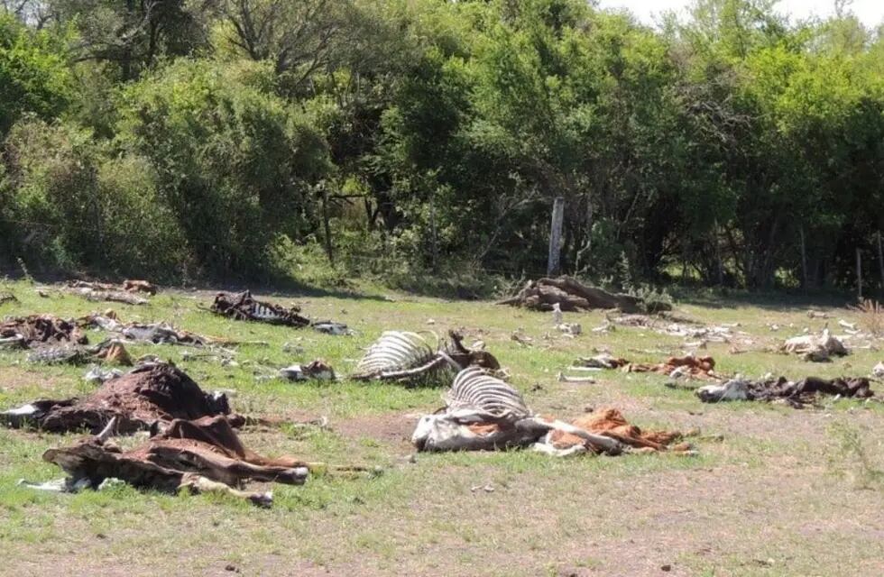 Vacas muertas en Santa Fe por la sequía. / Foto: Clarín