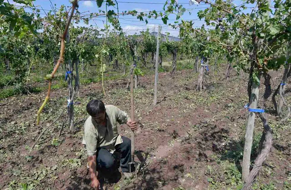 Tormenta de granizo en  Philipps  en el Departamento de Junín. Edgardo Sosa perdió sus cinco hectáreas de uva criolla Foto: archivo Orlando Pelichotti