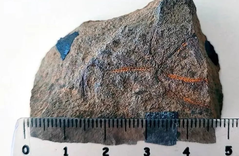 Fue hallado en marzo del 2020 en la localidad neuquina de Arroyo Lapa, en la Formación Sierra Chacaicó. Foto: Conicet.