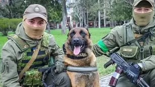 Un perro “de guerra” fue abandonado por los rusos, lo adoptaron los ucranianas y combate con ellos. Foto: Clarín.