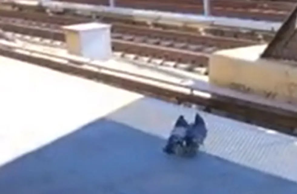 Dos palomas atacaron y mataron a otra empujándola a las vías del tren. Foto: Tik Tok.
