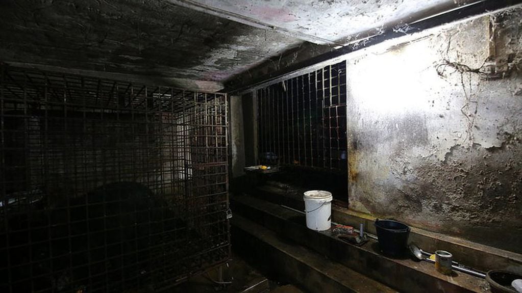 El sótano en el que se encontraban los ejemplares estaba completamente sucio y deteriorado, sin ventilación ni entrada de luz natural.