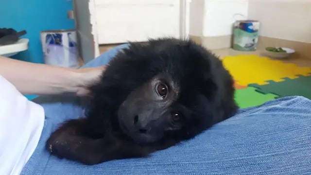 Video: cómo está “Coco”, el mono hallado desnutrido y sin dientes en el armario de una casa