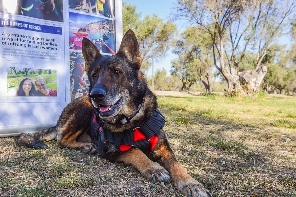 Ruca fue una perra rescatista integrante de la ESCAM (Escuela de Entrenamiento Canino de Mendoza). Foto: Mariana Villa / Los Andes
