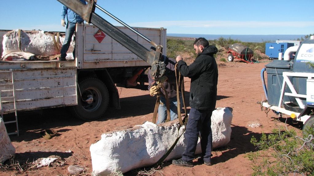 Los investigadores retiraron los restos fósiles del lugar con maquinaria de la Municipalidad de Rincón de los Sauces. Foto: Gentileza CONICET